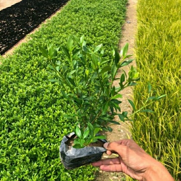 小叶栀子花各种规格场地直销大量供应欢迎咨询