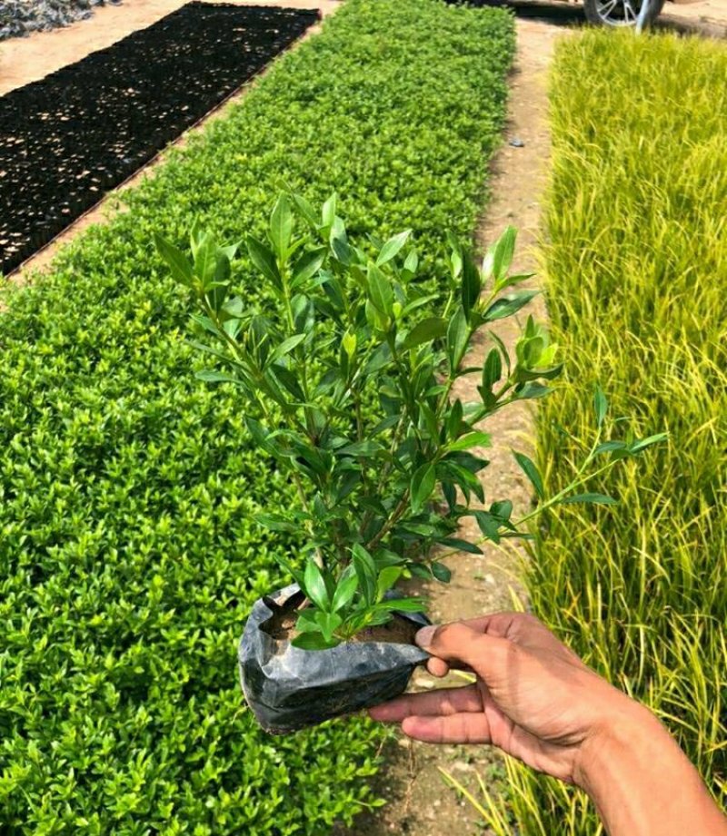 小叶栀子花各种规格场地直销大量供应欢迎咨询