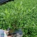 小叶栀子花各种规格场地直销大量供应欢迎咨询