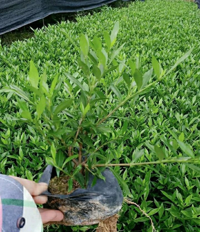 小叶栀子花各种规格场地直销大量供应欢迎咨询
