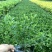 小叶栀子花各种规格场地直销大量供应欢迎咨询