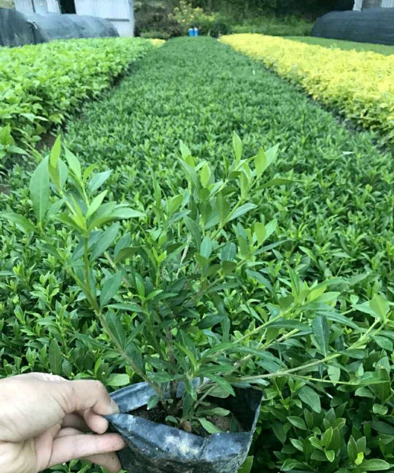 小叶栀子花各种规格场地直销大量供应欢迎咨询