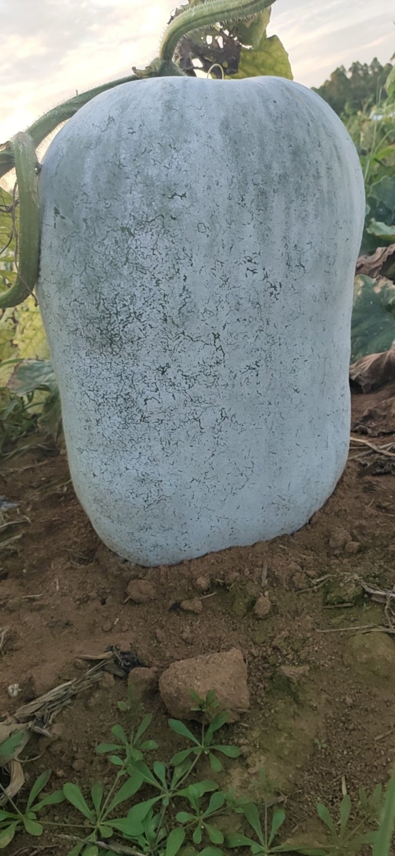 本地区黑皮、白皮冬瓜吊瓜.地冬瓜已经上市啦！欢迎联系！