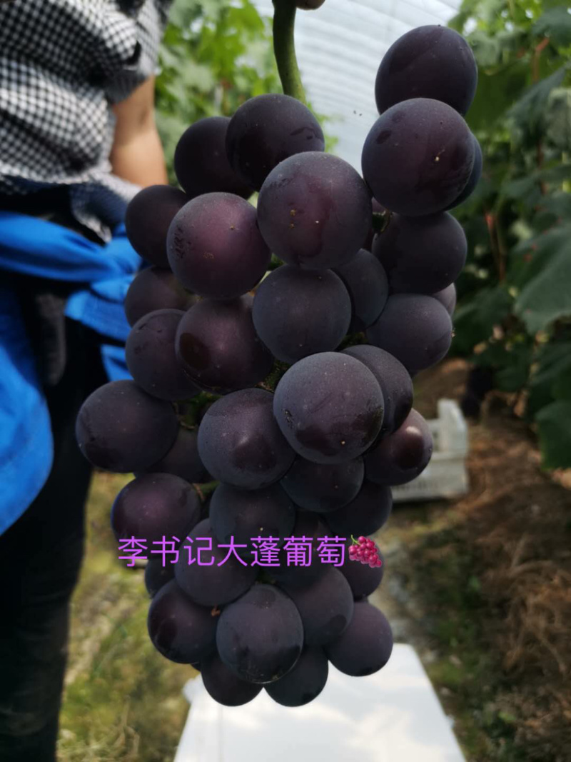 好货推荐河北夏黑葡萄一手货源大量供应大穗大粒