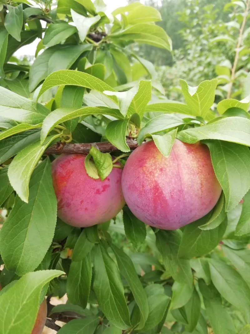 六月紫李子（产地直销欢迎采购）