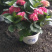 八仙花绣球无尽夏颜色齐全量大优惠养护简单可绿化