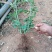 月季花苗本公司常年出售各种玫瑰花小苗，卡罗拉、蜜桃雪山、