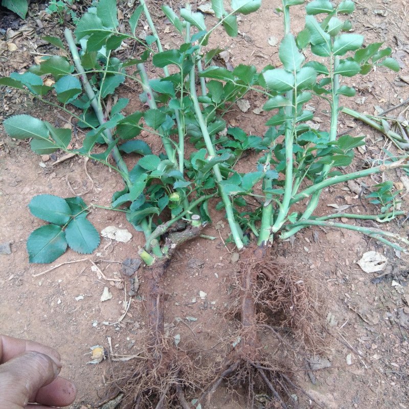 月季花苗本公司常年出售各种玫瑰花小苗，卡罗拉、蜜桃雪山、