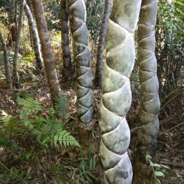 龟甲竹