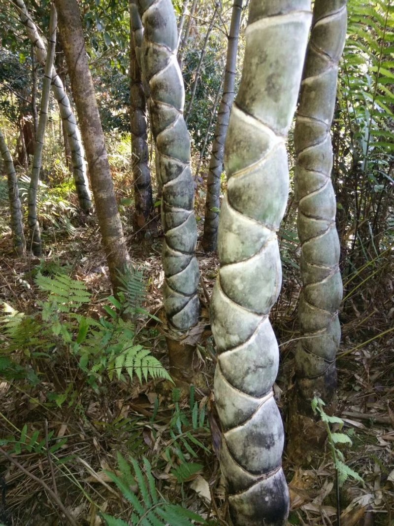 龟甲竹