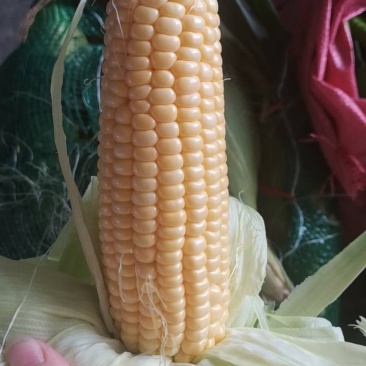代销季节蔬菜