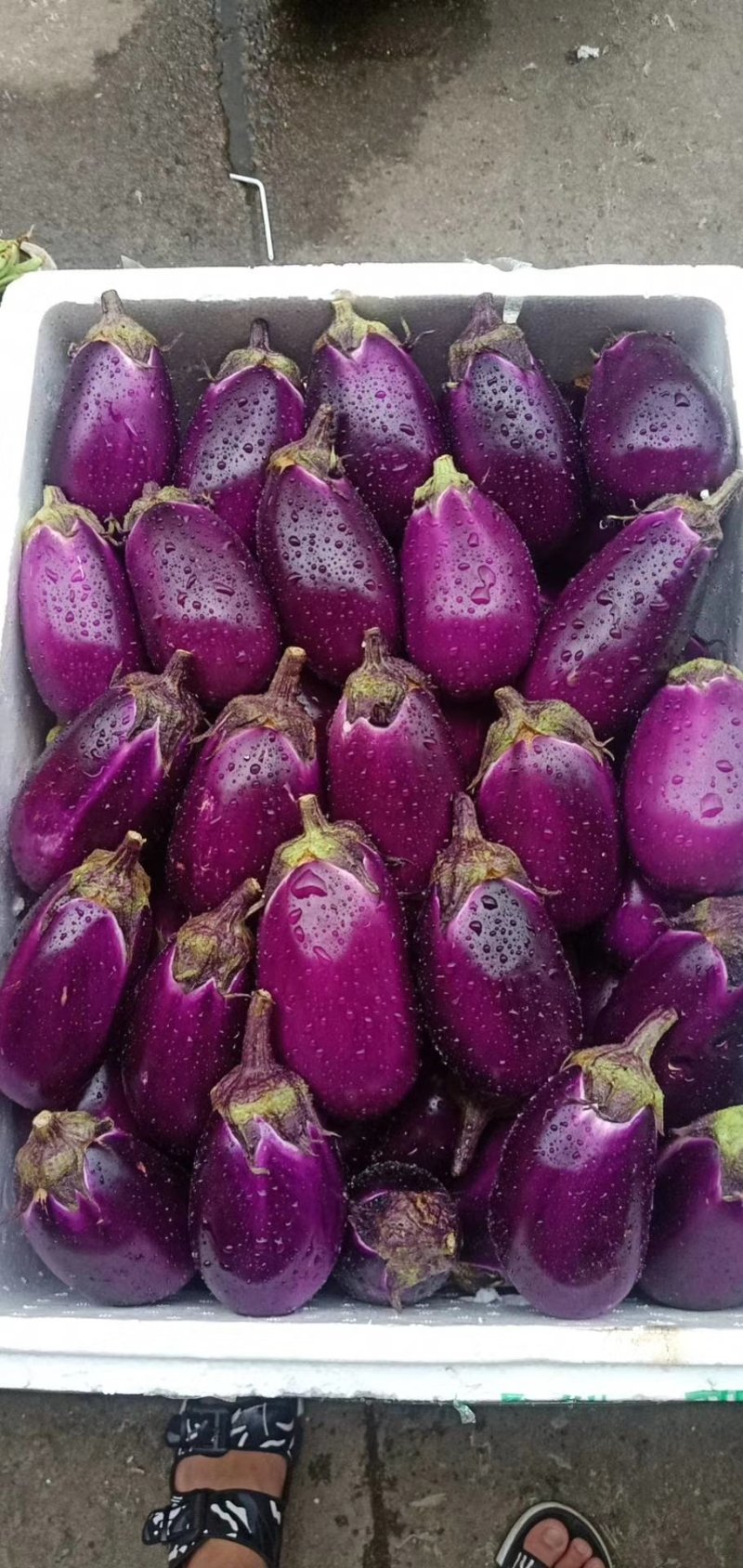 代销季节蔬菜