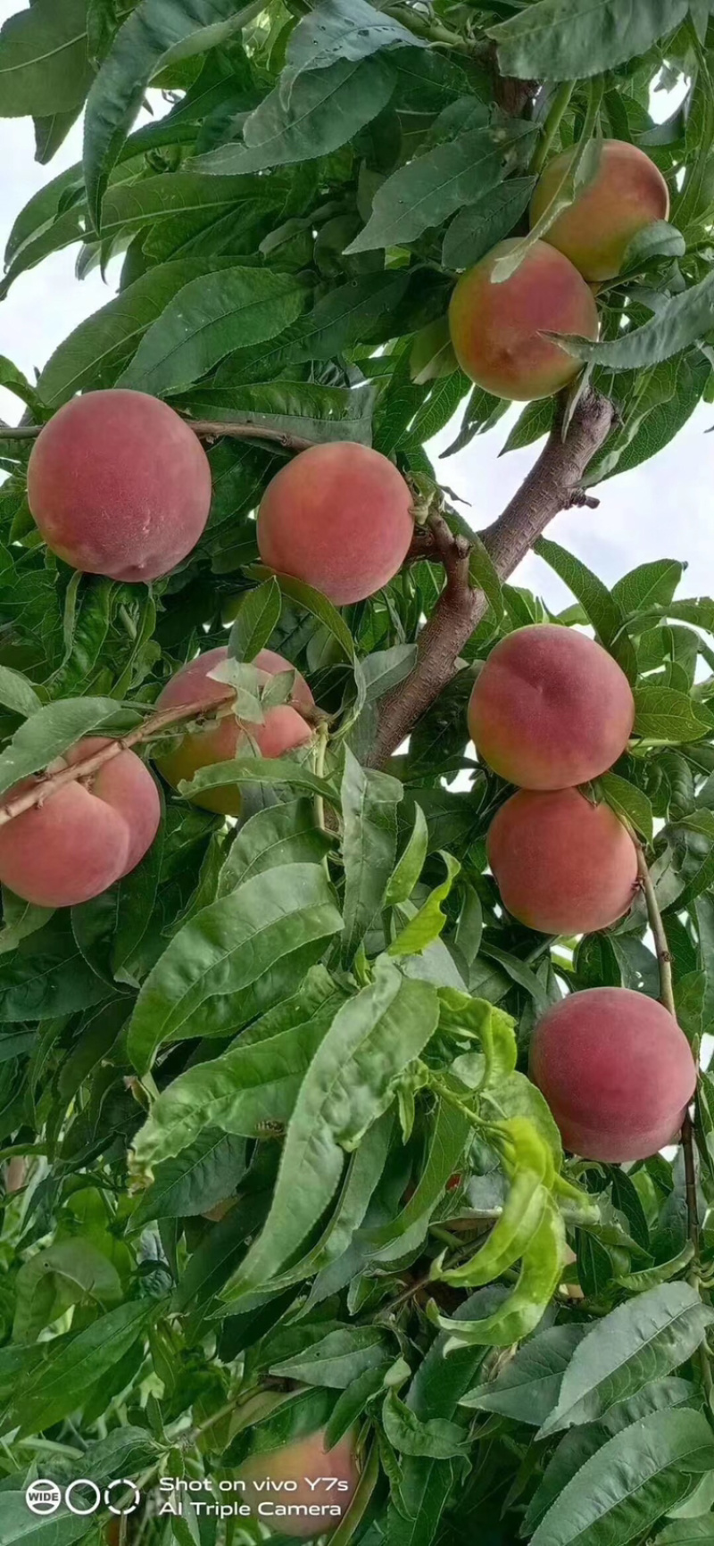 大荔精品中桃五毛桃毛桃大量供应，货源充足