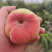陕西大荔精品毛蟠桃上市，产地直销，电商平台可以合作！