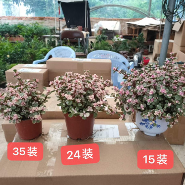 雅乐之舞锦造型多肉植物福建漳州基地直供