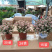 雅乐之舞锦造型多肉植物福建漳州基地直供