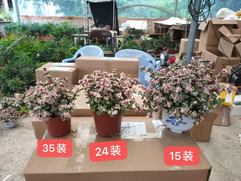 雅乐之舞锦造型多肉植物福建漳州基地直供