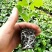 香蜜味黄金百香果大量现货接单