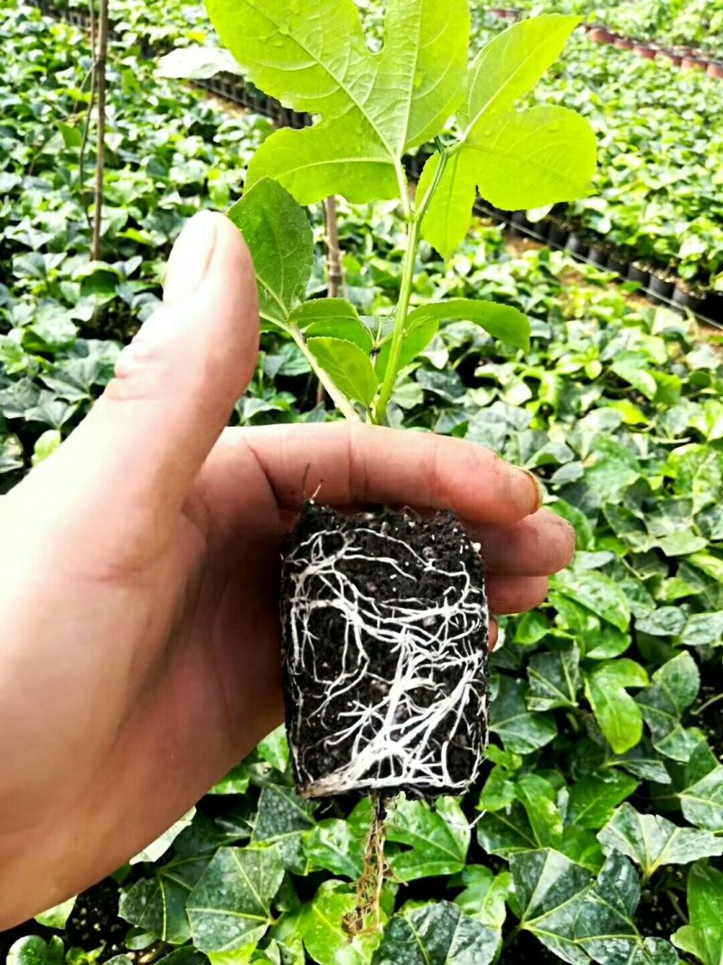 香蜜味黄金百香果大量现货接单