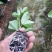 香蜜味黄金百香果大量现货接单