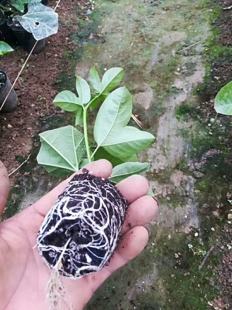 香蜜味黄金百香果大量现货接单
