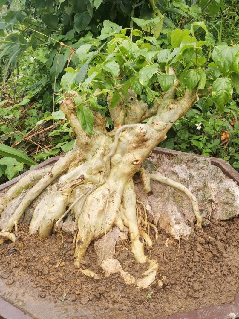 紫薇桩