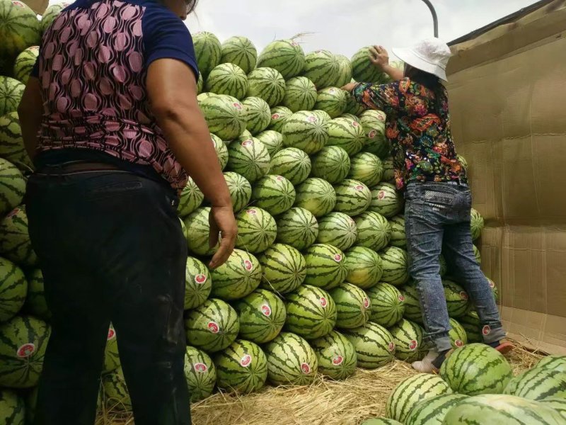 金城五号西瓜金花一号西瓜石头缝里长出来的西瓜