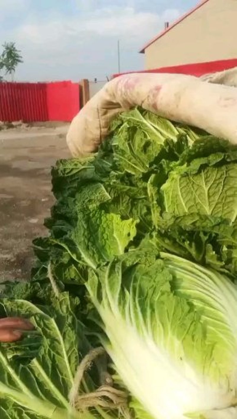 白菜河北昌黎北京3号大白菜大量上市供应全国各大市场超市
