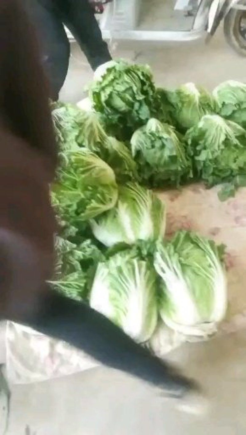 白菜河北昌黎北京3号大白菜大量上市供应全国各大市场超市