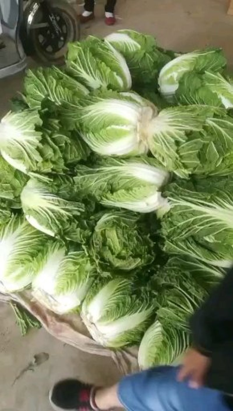 白菜河北昌黎北京3号大白菜大量上市供应全国各大市场超市