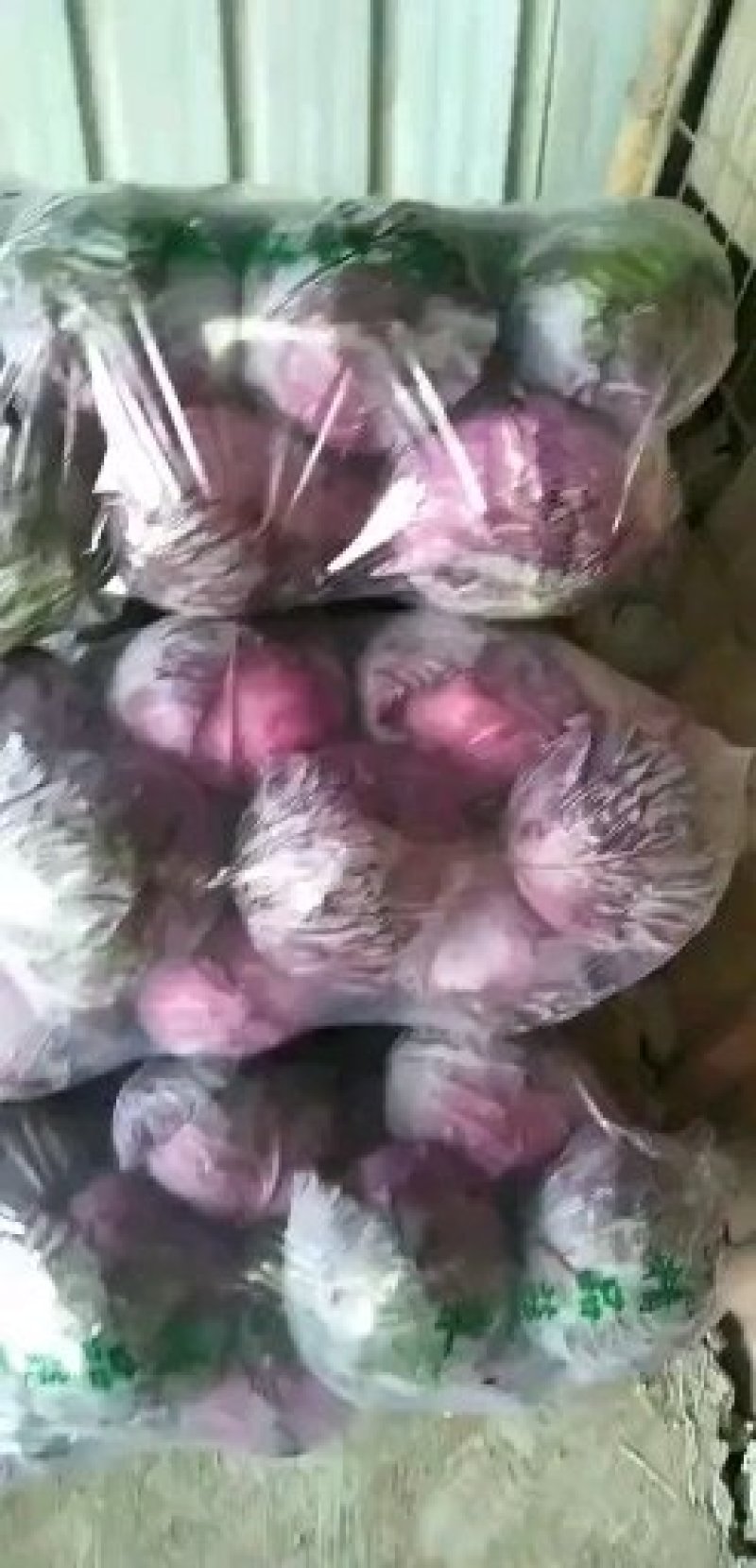 紫甘蓝，河北昌黎甘蓝紫甘蓝大量上市供应全国