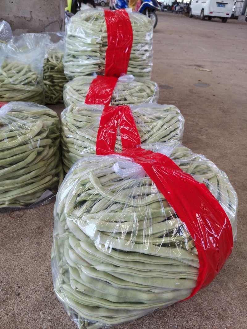 辽宁锦州北镇白豆角，冷棚秋茬白豆角质量嘎嘎好