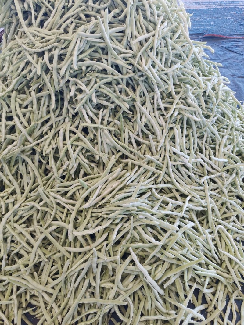 辽宁锦州北镇白豆角，冷棚秋茬白豆角质量嘎嘎好