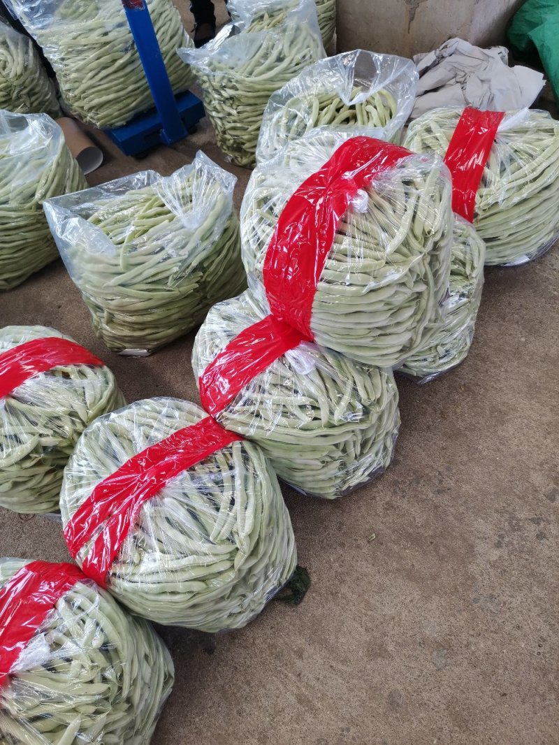 辽宁锦州北镇白豆角，冷棚秋茬白豆角质量嘎嘎好