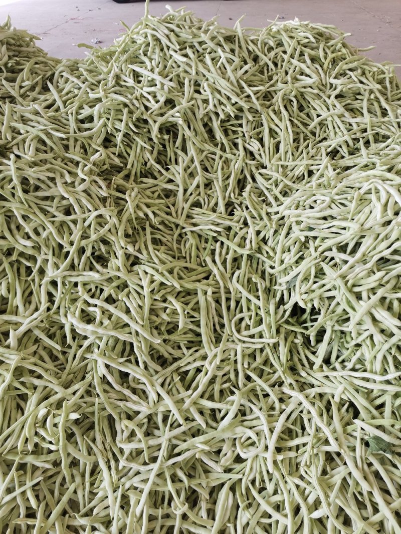 辽宁锦州北镇白豆角，冷棚秋茬白豆角质量嘎嘎好
