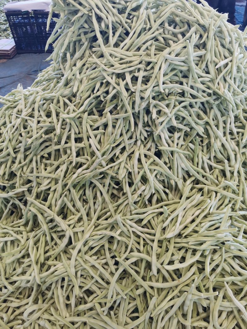 辽宁锦州北镇白豆角，冷棚秋茬白豆角质量嘎嘎好