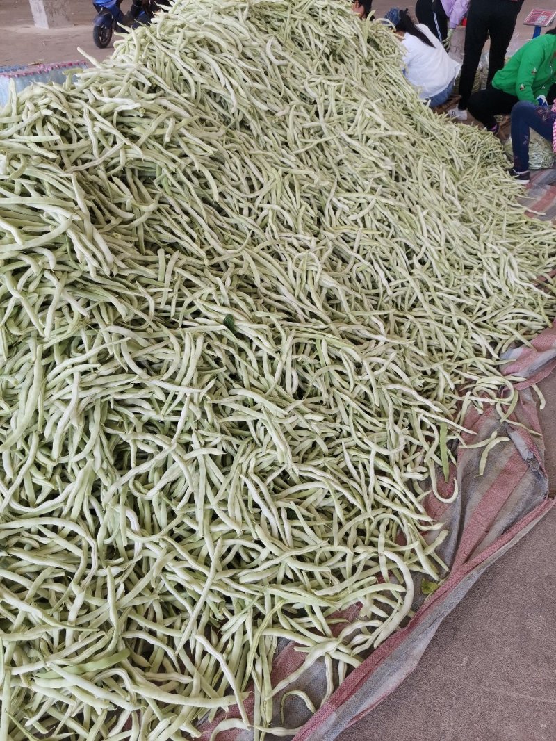 辽宁锦州北镇白豆角，冷棚秋茬白豆角质量嘎嘎好