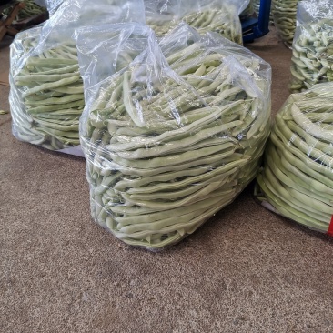 辽宁锦州北镇白豆角，冷棚秋茬白豆角质量嘎嘎好