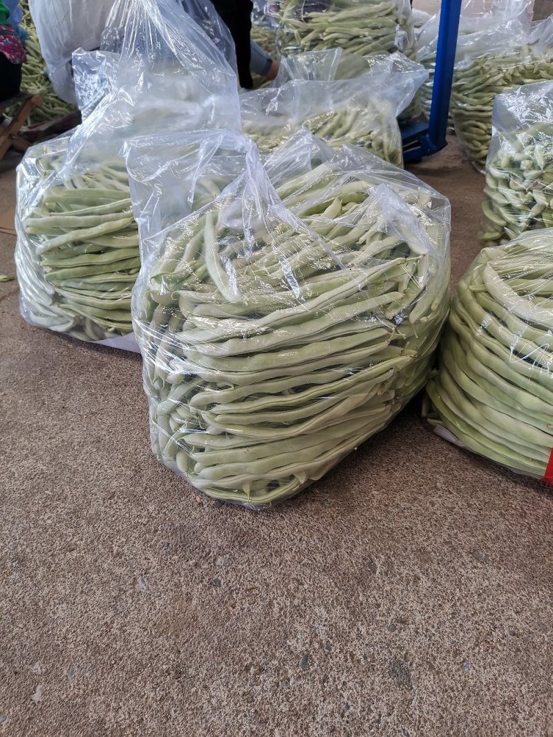 辽宁锦州北镇白豆角，冷棚秋茬白豆角质量嘎嘎好
