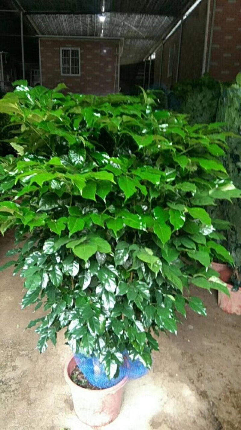 鸭脚木非洲茉莉榕树基地直销图片全部现货，货靓价优