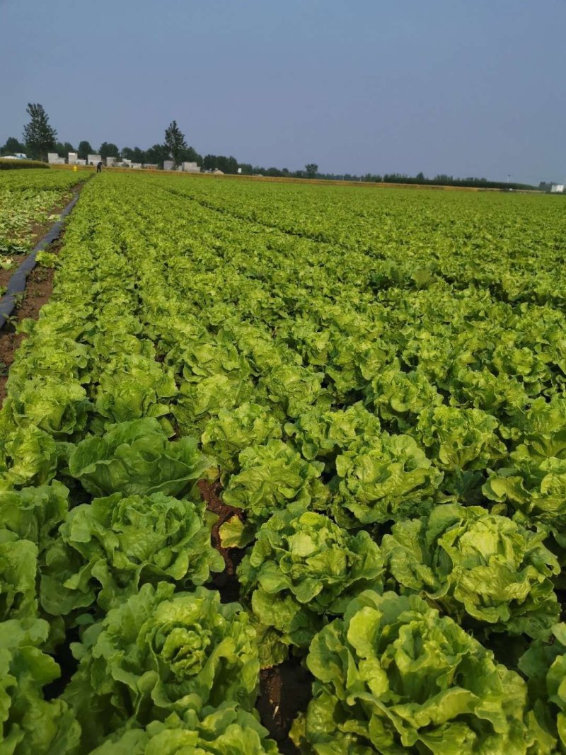 新野大棚生菜，已经大量上市了，欢迎实地考察。