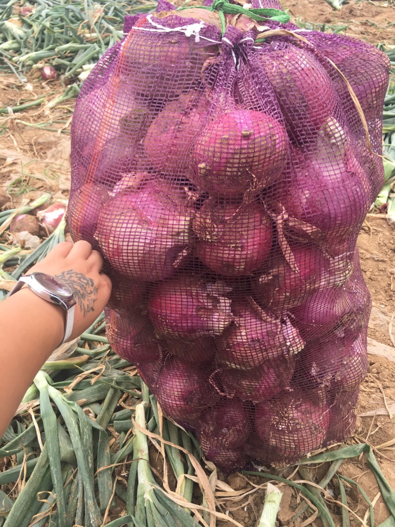 洋葱大量上市精品货质量好价格优