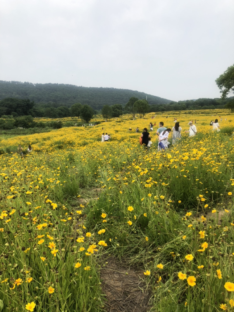 金鸡菊批发宿根花卉一次种植多年开花种植简单