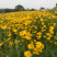 金鸡菊批发宿根花卉一次种植多年开花种植简单