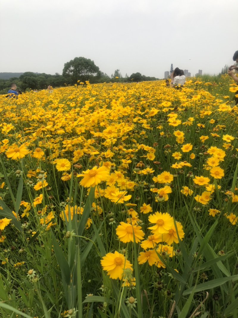 金鸡菊批发宿根花卉一次种植多年开花种植简单