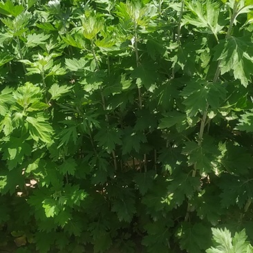 中药全草类