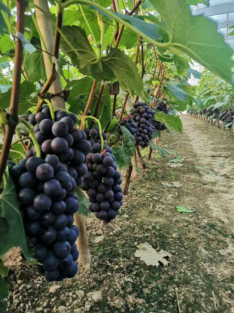 【新鲜葡萄】香甜可口果园直发量大价优