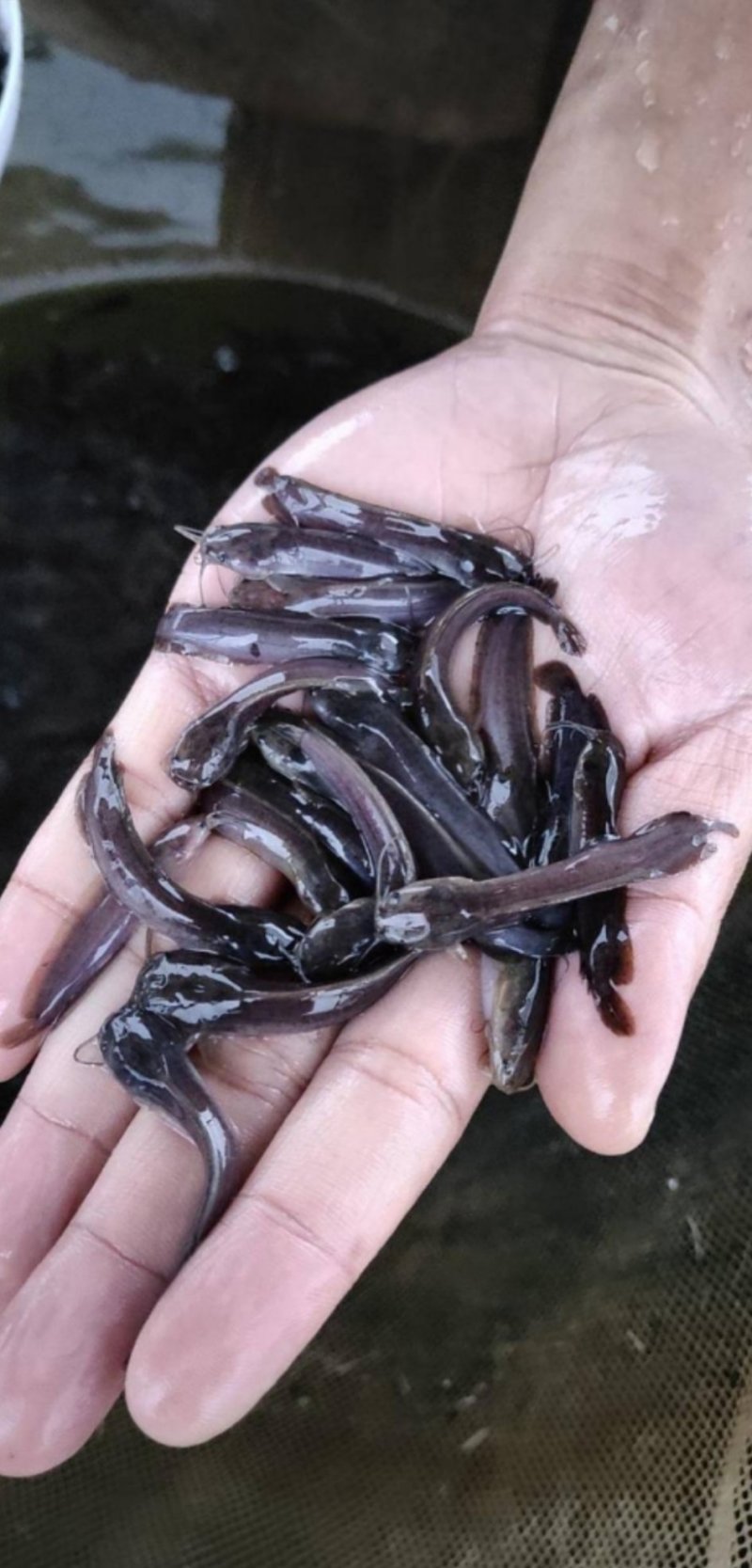 塘角鱼苗埃及塘鲺量大送货上门货到付款