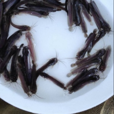塘角鱼苗埃及塘鲺量大送货上门货到付款