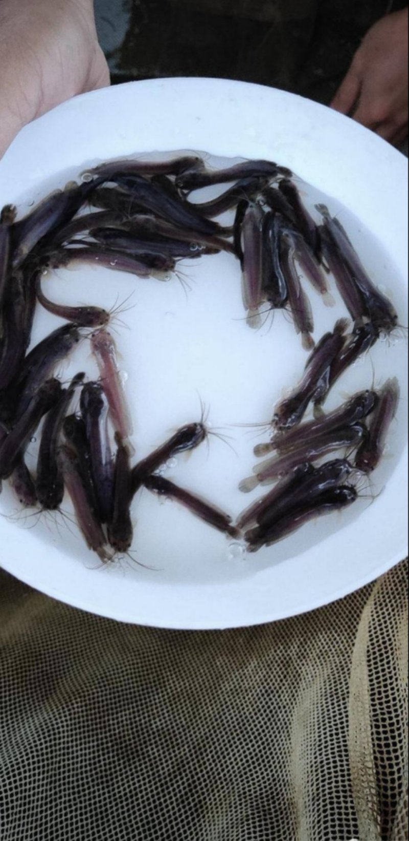塘角鱼苗埃及塘鲺量大送货上门货到付款